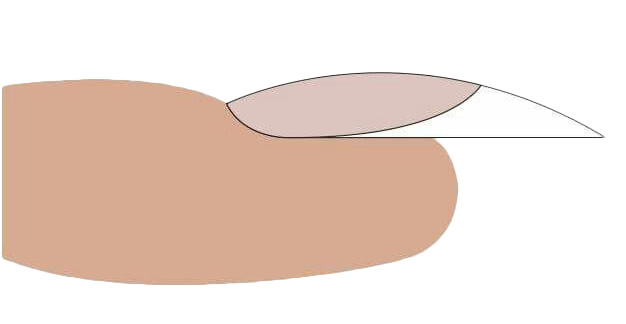 Nákres jednotlivých částí modelovaného nehtu - apex, upper arch a C oblouk