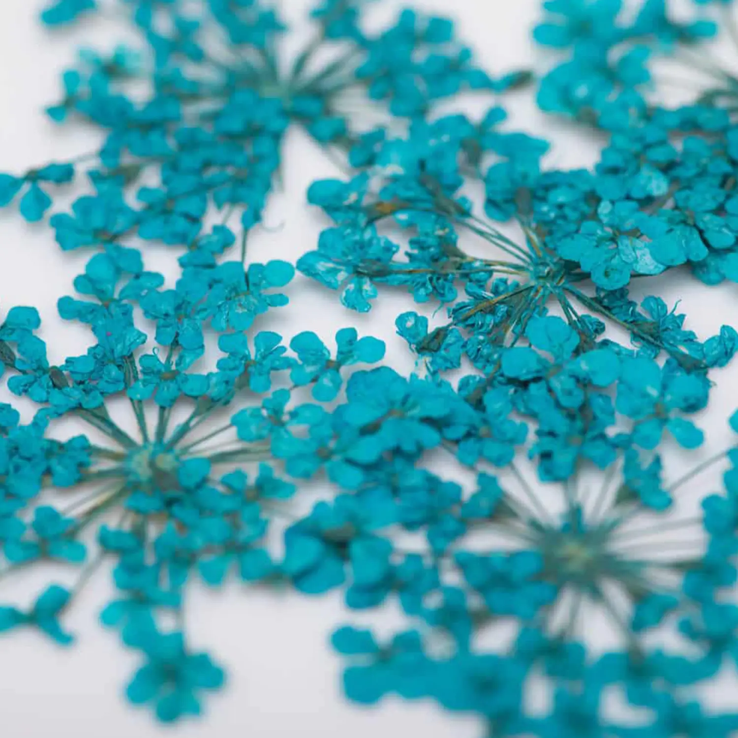 Su&scaron;en&eacute; květy na nehty Turquoise &ndash; uk&aacute;zka aplikace